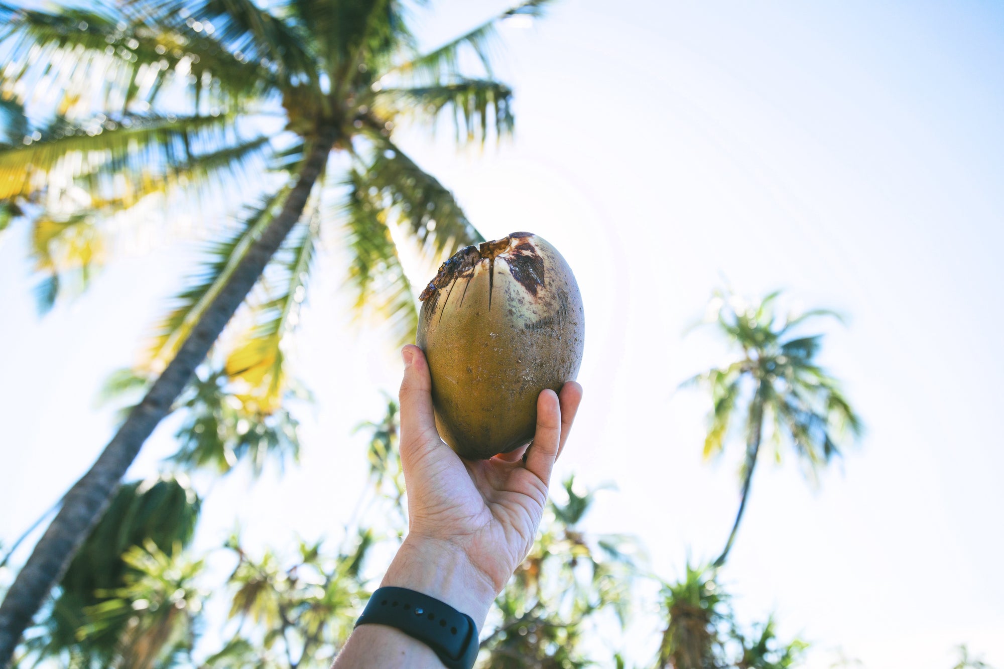 Spiritual Warrior Healthy Living Coconut Benefits